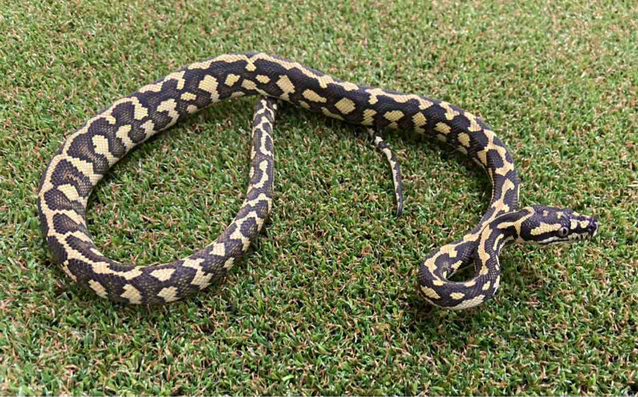2 3階ドイツ便など色々入荷 爬虫類倶楽部 2 3階ドイツ便など色々入荷 爬虫類倶楽部
