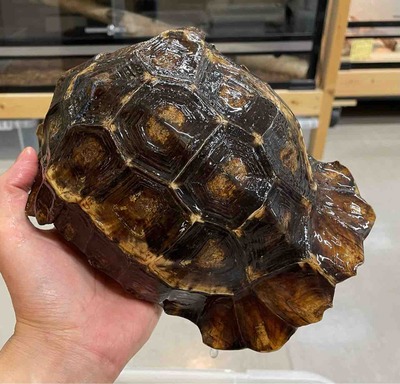 FullSizeRender