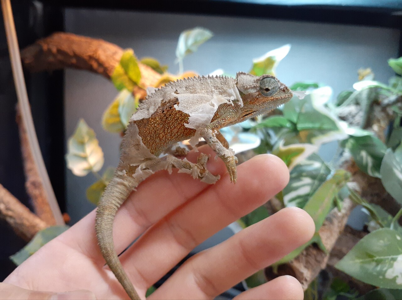 カメレオン新入荷＋在庫一覧 : 爬虫類倶楽部