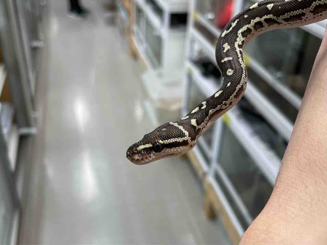 ガラガラヘビ様 ヨコバイガラガラヘビ - Wikipedia