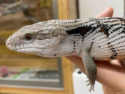 FullSizeRender