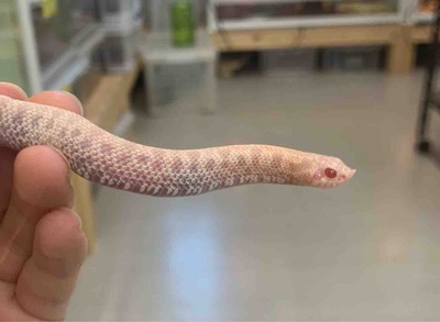 FullSizeRender