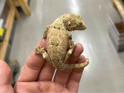 FullSizeRender
