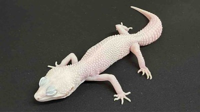 FullSizeRender