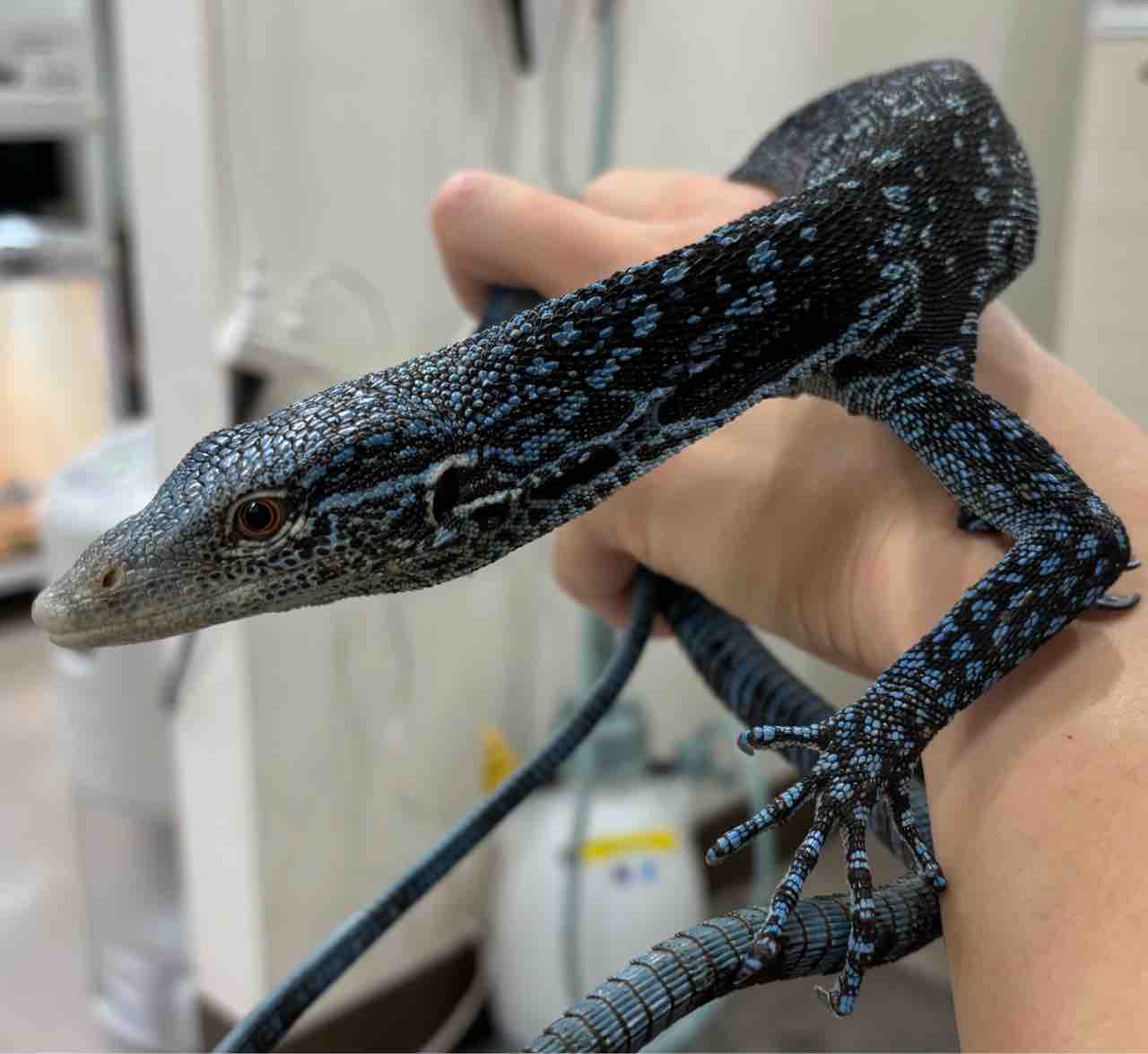 3Fトカゲ新入荷！！鈷藍早々再来！！ : 爬虫類倶楽部