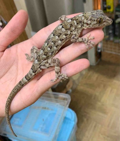 FullSizeRender