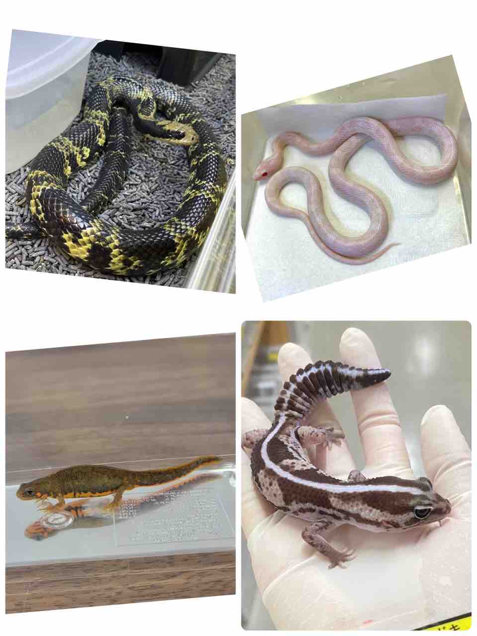 奇蟲新入荷～フォルミ～ : 爬虫類倶楽部