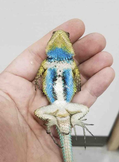 FullSizeRender