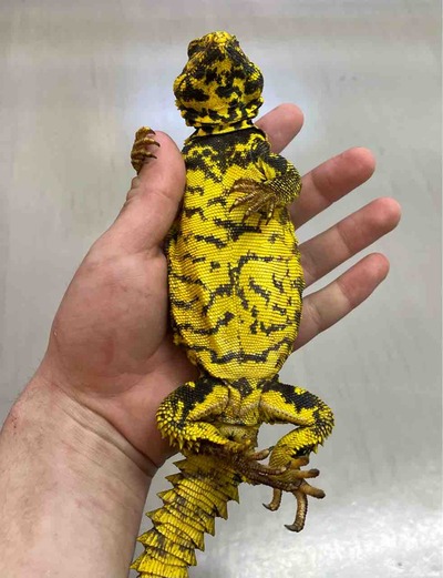 FullSizeRender