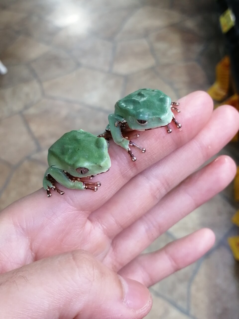 カエルいろいろご紹介 ジャイネコやフトアマなどなど 爬虫類倶楽部