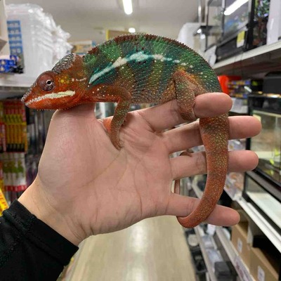 FullSizeRender