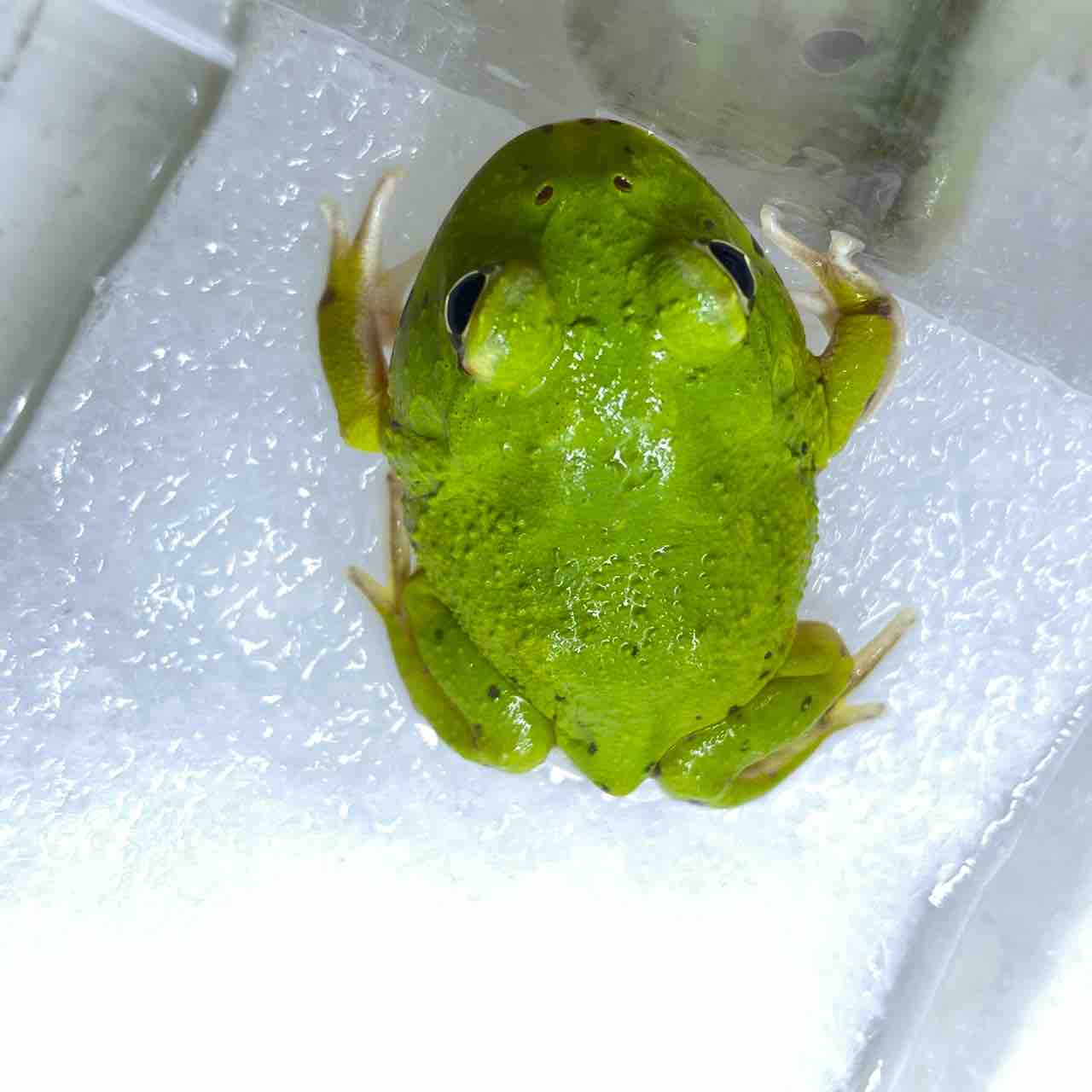 1階 新入荷生体 ～沢山来ております！～ : 爬虫類倶楽部