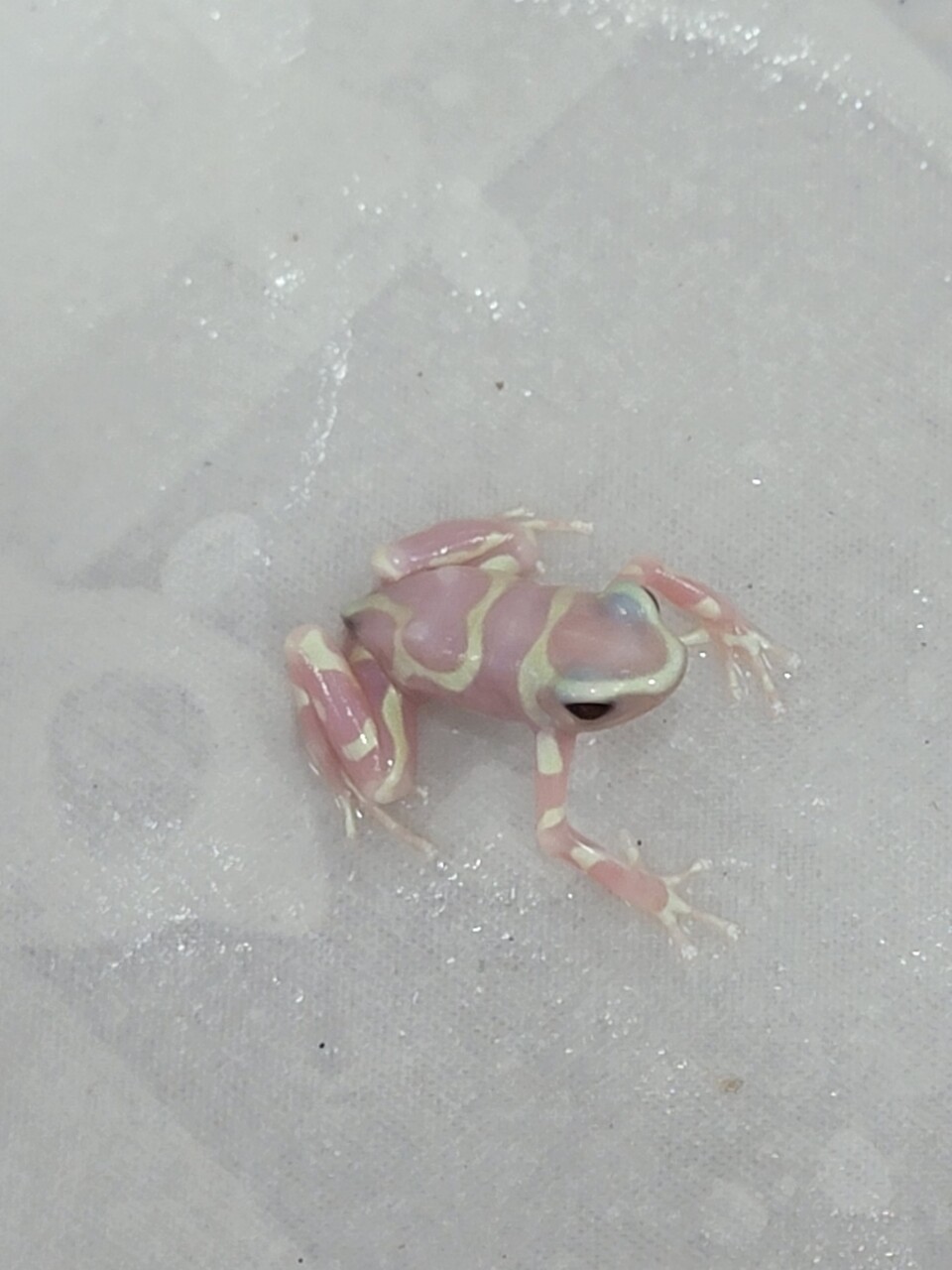 1階 新着ドイツ便やアメリカ便など色々入荷 : 爬虫類倶楽部