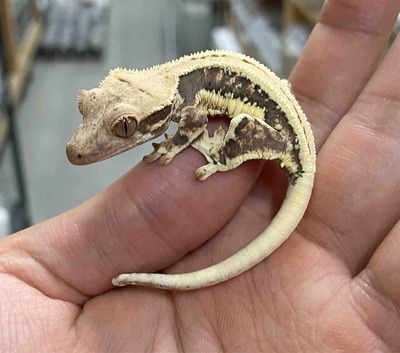 FullSizeRender