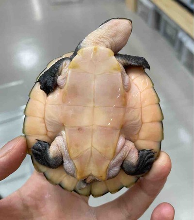 FullSizeRender