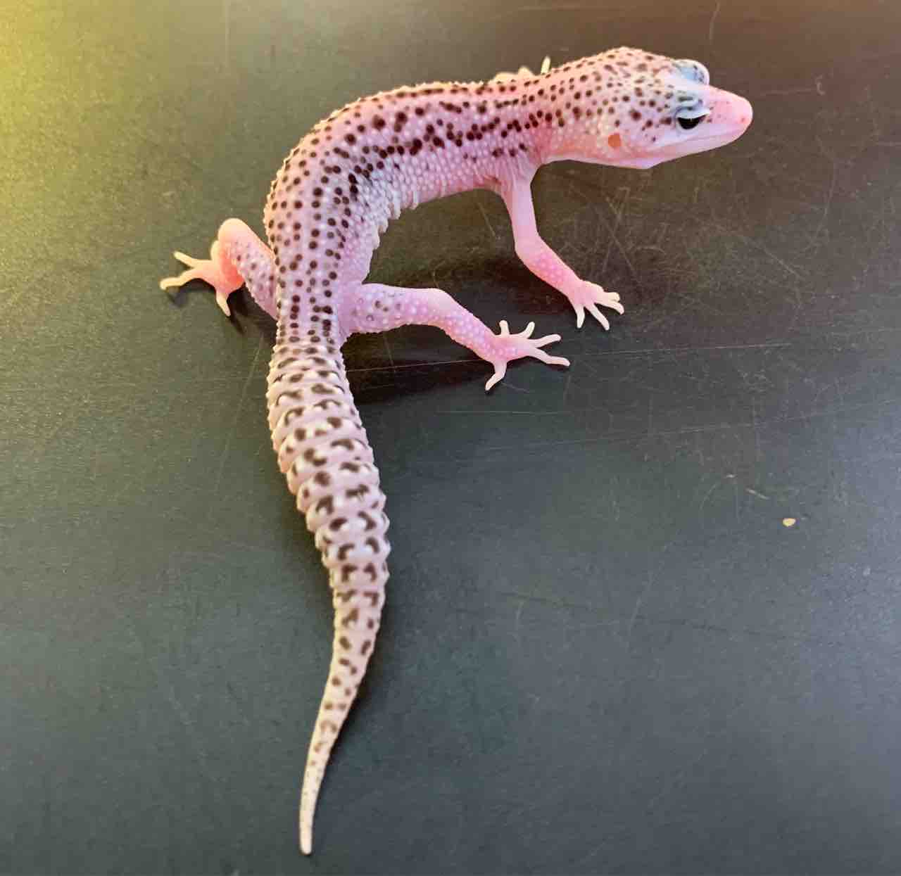 爬虫類ケージ　レオパ　ニシアフ 爬虫類ケージ レオパ ニシアフ