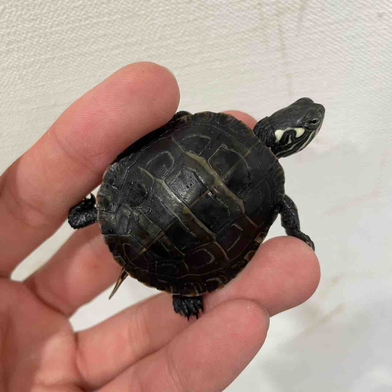 2階カメ新入荷 爬虫類倶楽部