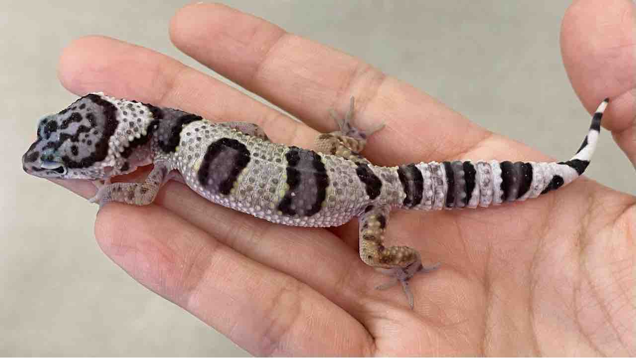 レオパ野郎 レオパ新入荷】スティーブ便＋α : 爬虫類倶楽部