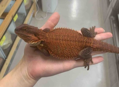 FullSizeRender