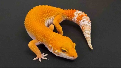 FullSizeRender