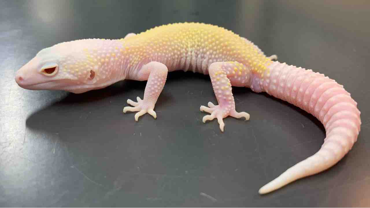 レオパ野郎 ヒョウモントカゲモドキ | 横浜爬虫類専門店アクアマイティー