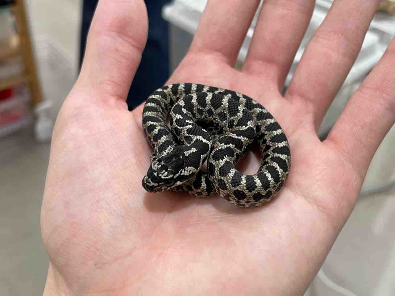 snakeです 3rXGL7df2pSCPciSw1sWsR.jpeg