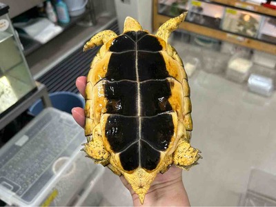 FullSizeRender
