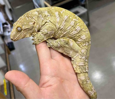 FullSizeRender