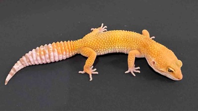 FullSizeRender