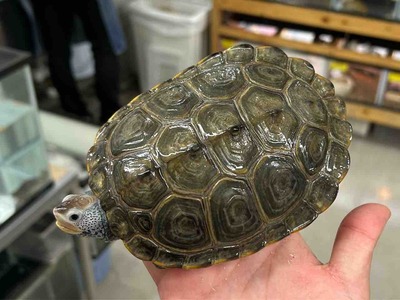 FullSizeRender