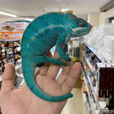 FullSizeRender