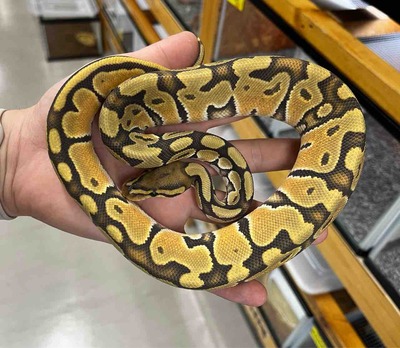 FullSizeRender