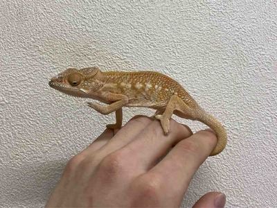 FullSizeRender