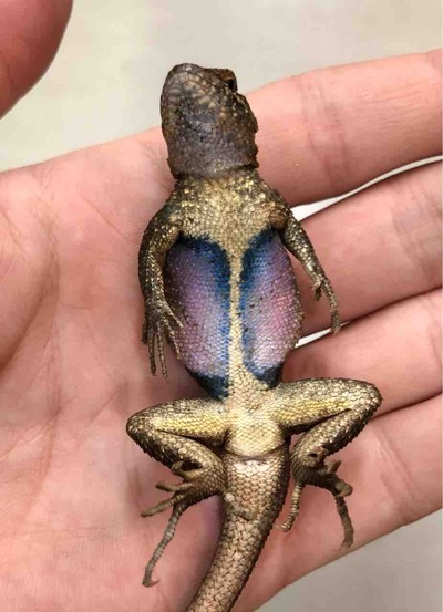 FullSizeRender