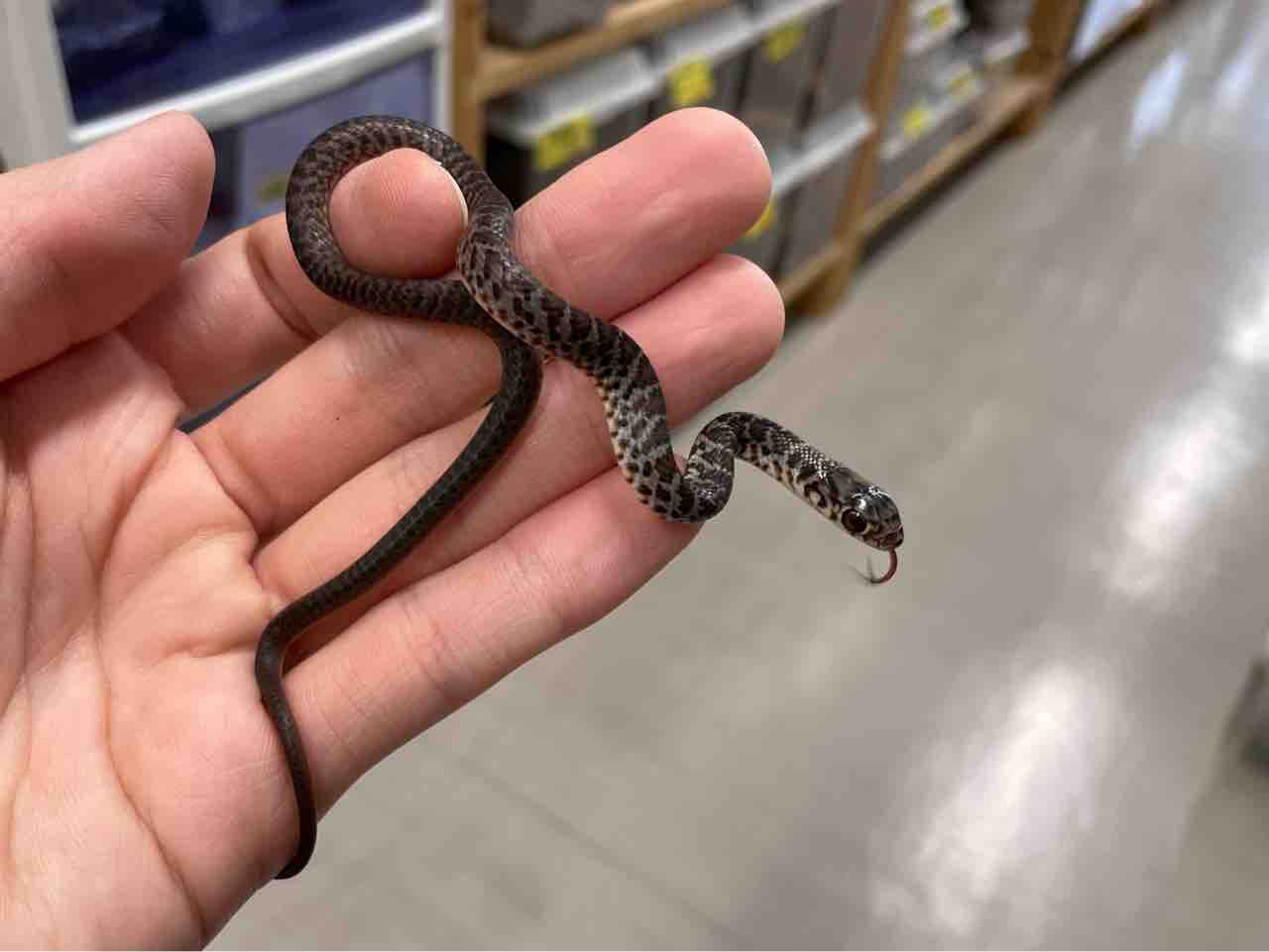 今週の2階新入荷 ヘビ、トカゲ : 爬虫類倶楽部