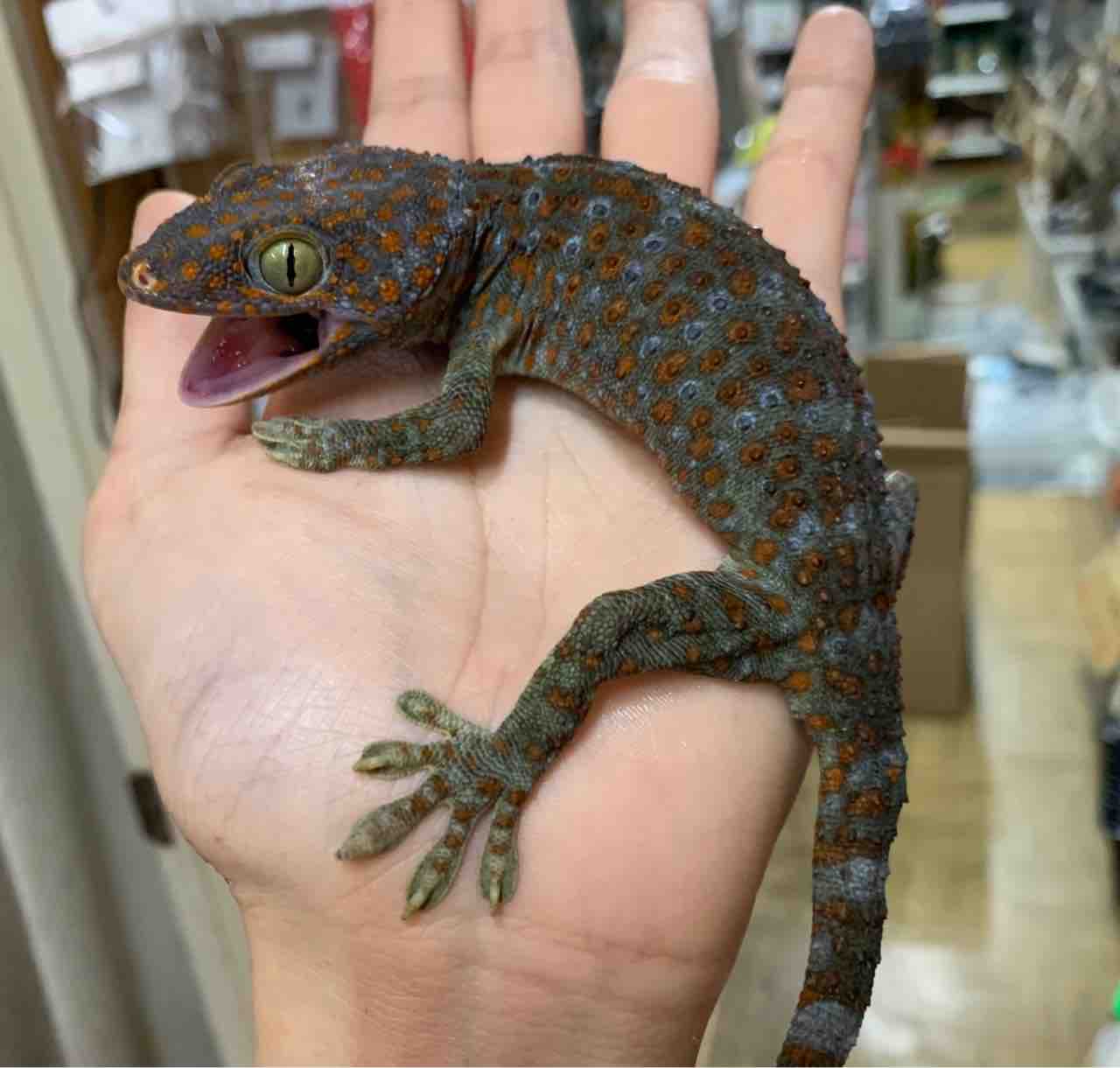 エメツリやオニプレなど 二階新入荷きてます 爬虫類倶楽部 エメツリやオニプレなど 二階新入荷きてます 爬虫類倶楽部