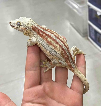 FullSizeRender
