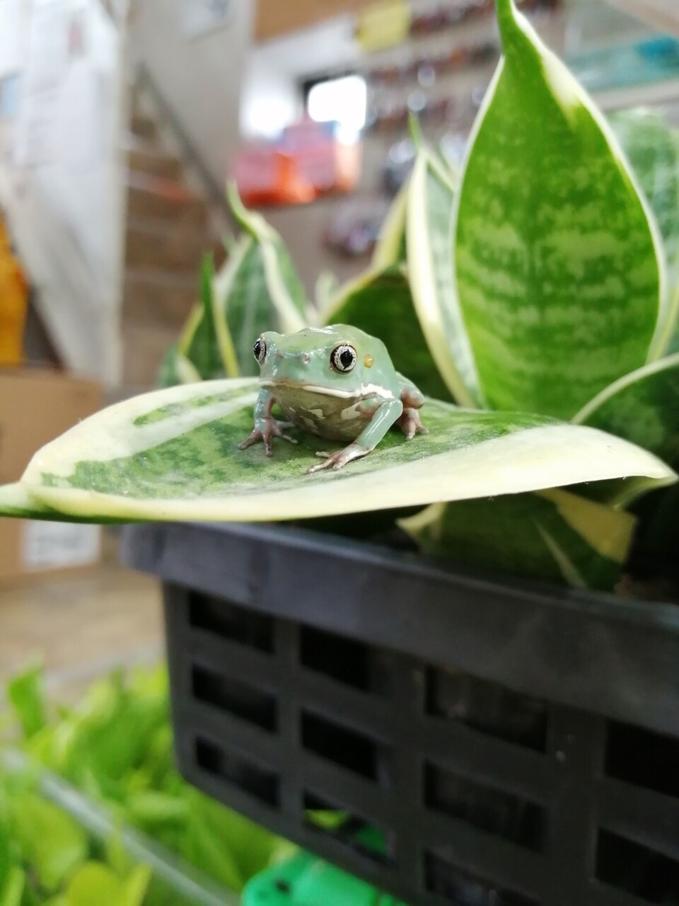 ソバージュネコメや特大マタマタ他トカゲいろいろ入荷 爬虫類倶楽部 ソバージュネコメや特大マタマタ他トカゲいろいろ入荷 爬虫類倶楽部