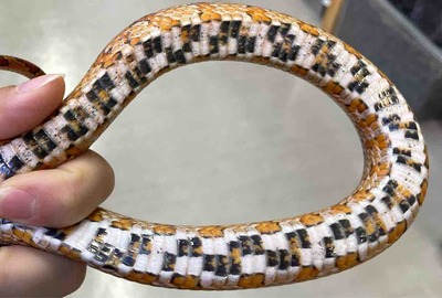 FullSizeRender