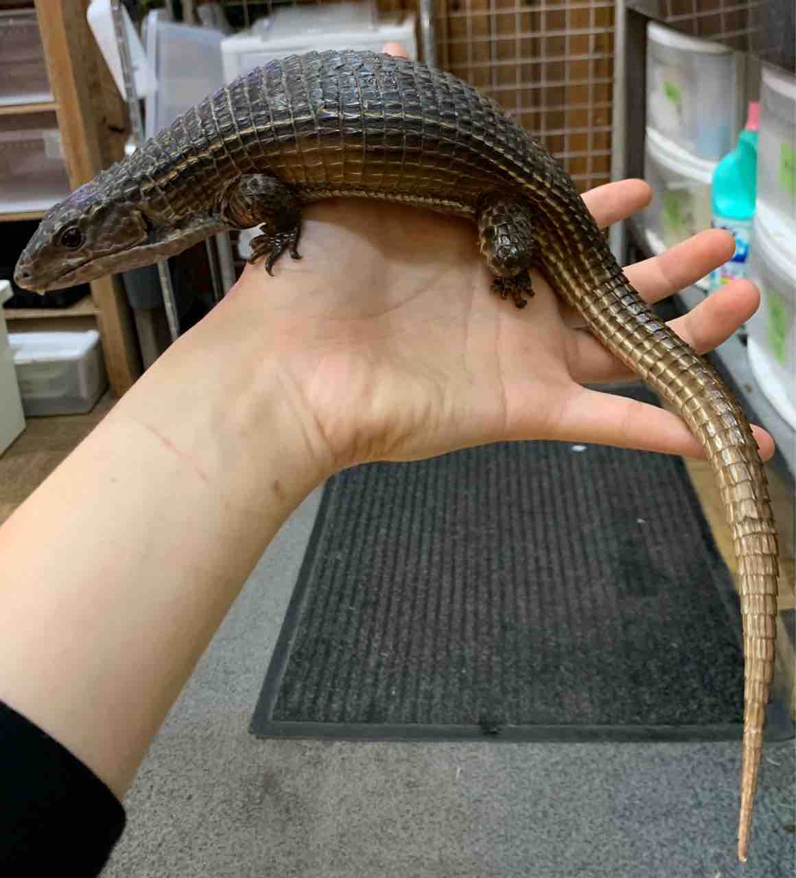 エメツリやオニプレなど 二階新入荷きてます 爬虫類倶楽部 エメツリやオニプレなど 二階新入荷きてます 爬虫類倶楽部