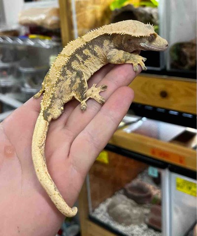 FullSizeRender