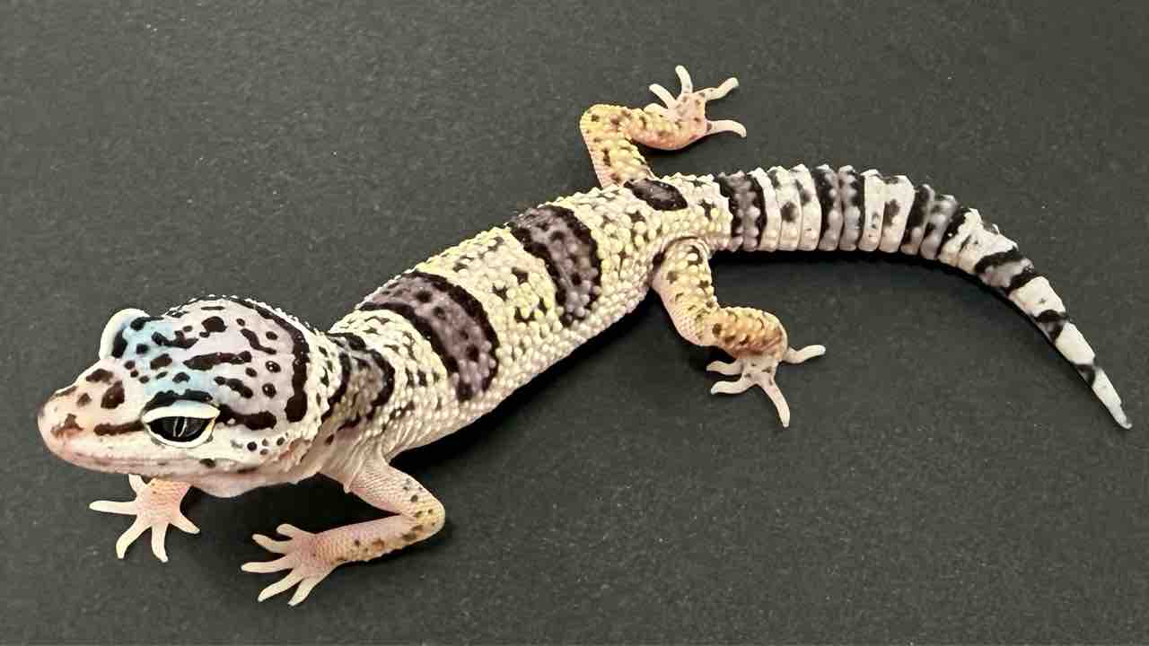 爬虫類ケージ　レオパ　ニシアフ 爬虫類ケージ(レイアウト済み品)(レオパ ニシアフ) 爬虫類ケージ