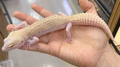 FullSizeRender