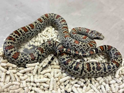 FullSizeRender