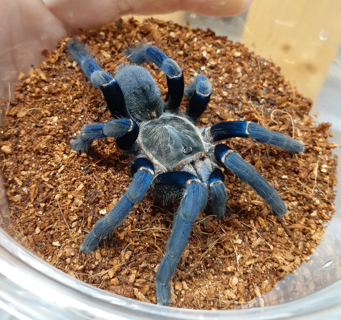 奇蟲～新入荷＋在庫一覧 セールもやるよ～ : 爬虫類倶楽部