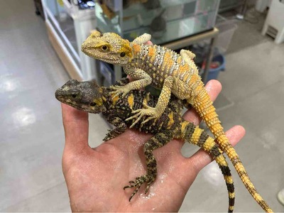 FullSizeRender