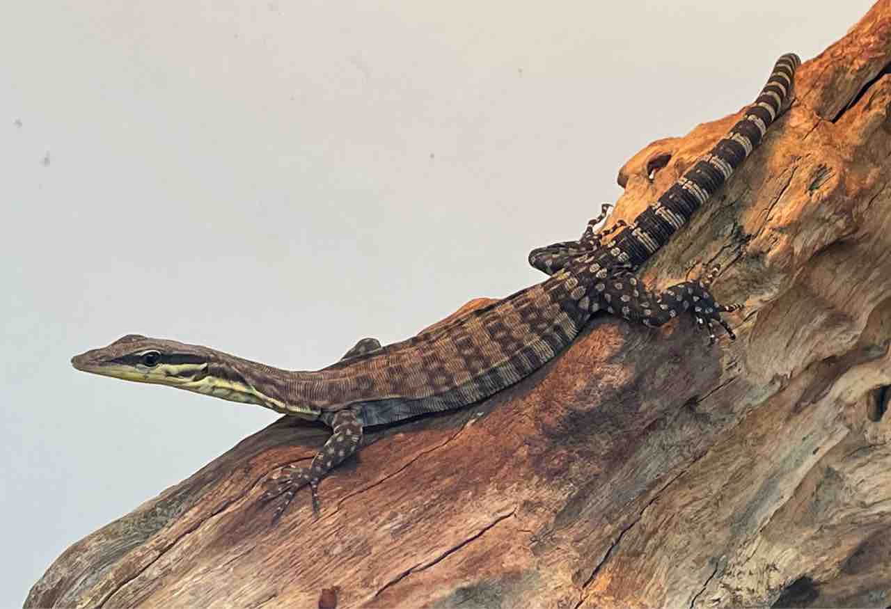 ２f新着いろいろ 1 31写真更新追加もちょっと 爬虫類倶楽部