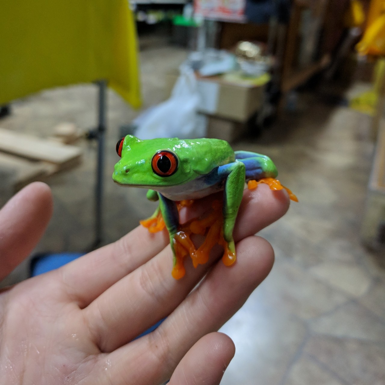 カエル アカメアマガエルCB 自家繁殖3匹