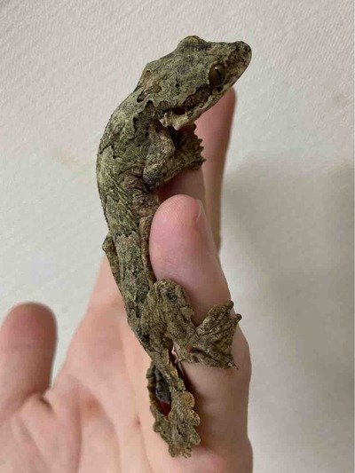 FullSizeRender