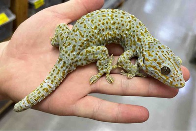 FullSizeRender